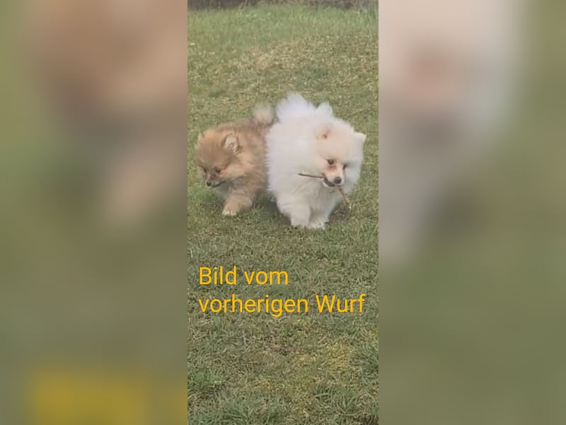 zuckersüße Pomeranianwelpe