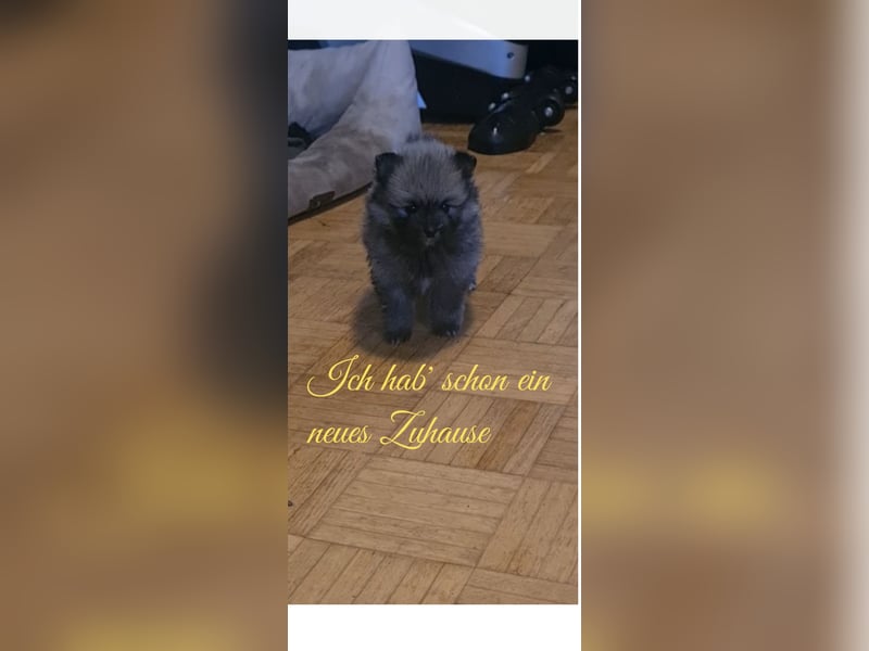 zuckersüße Pomeranianwelpe