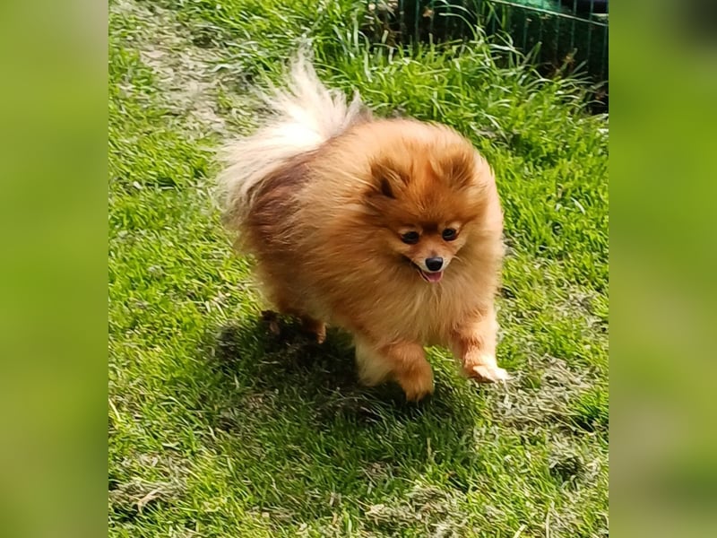 Bildhübsche Pomeranian Hündin, 4 Jahre