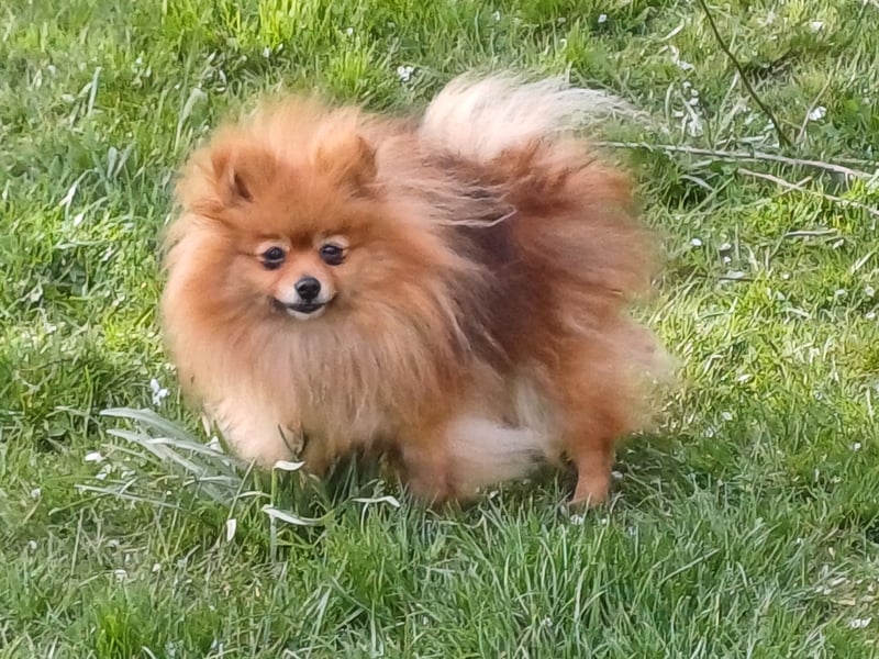 Bildhübsche Pomeranian Hündin, 4 Jahre