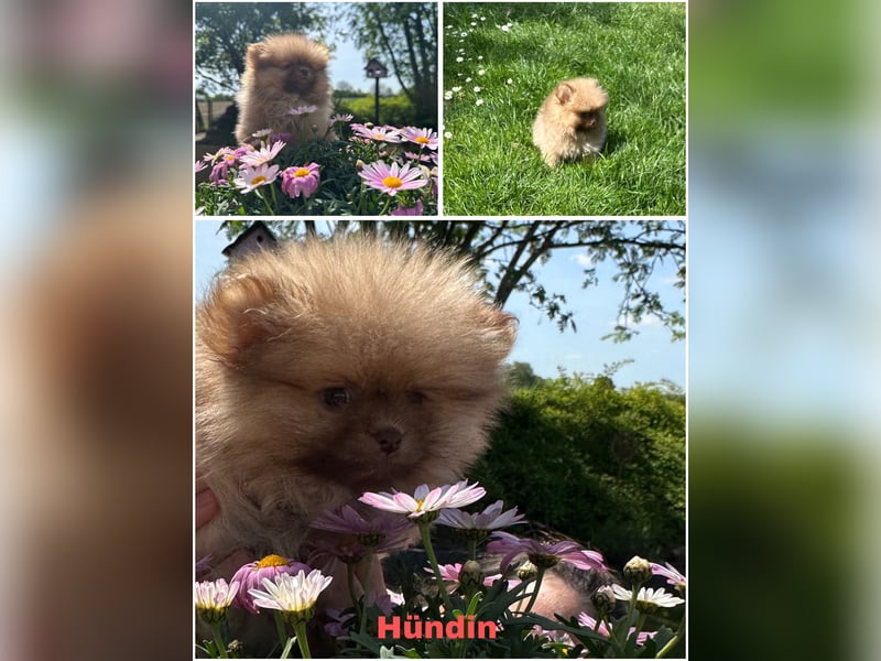 Pomeranian Zwergspitz Welpen