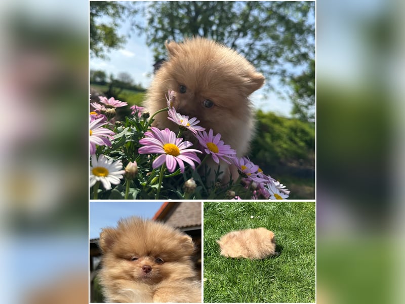 Pomeranian Zwergspitz Welpen