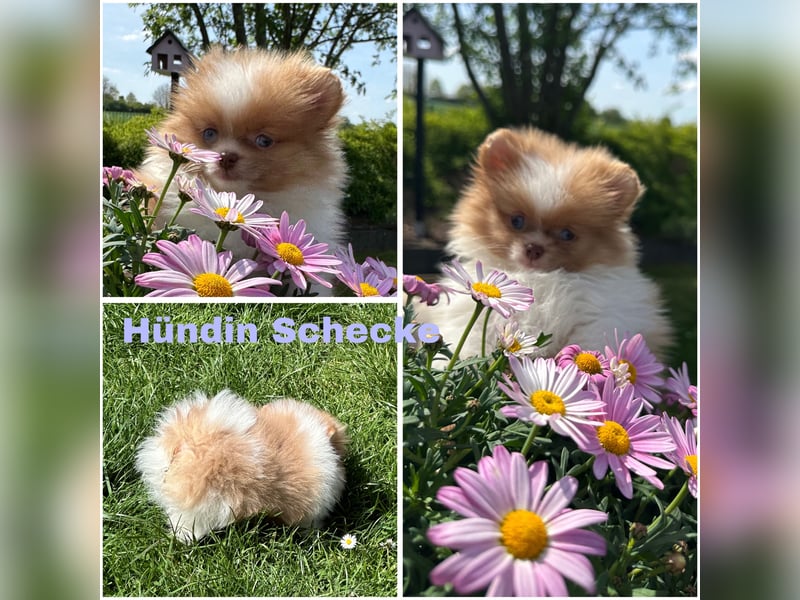 Pomeranian Zwergspitz Welpen