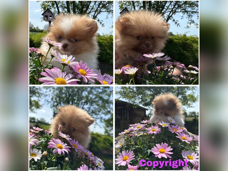 Pomeranian Zwergspitz Welpen