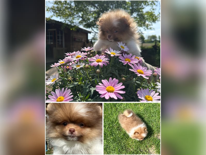 Pomeranian Zwergspitz Welpen