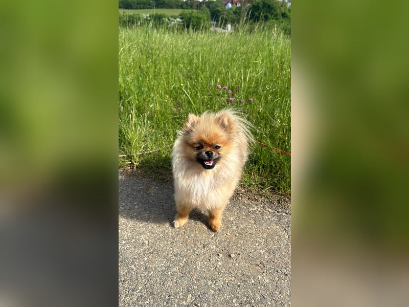 Pomeranian Zwergspitz