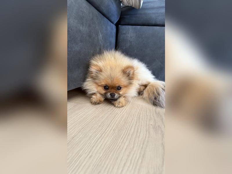 Pomeranian Zwergspitz