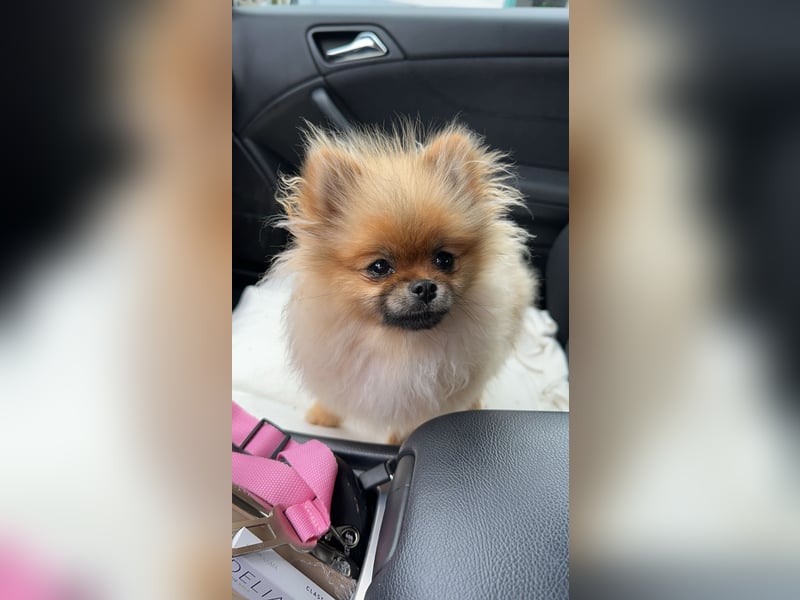 Pomeranian Zwergspitz