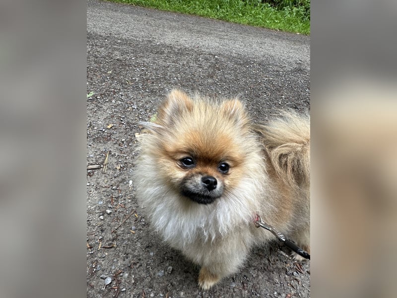 Pomeranian Zwergspitz