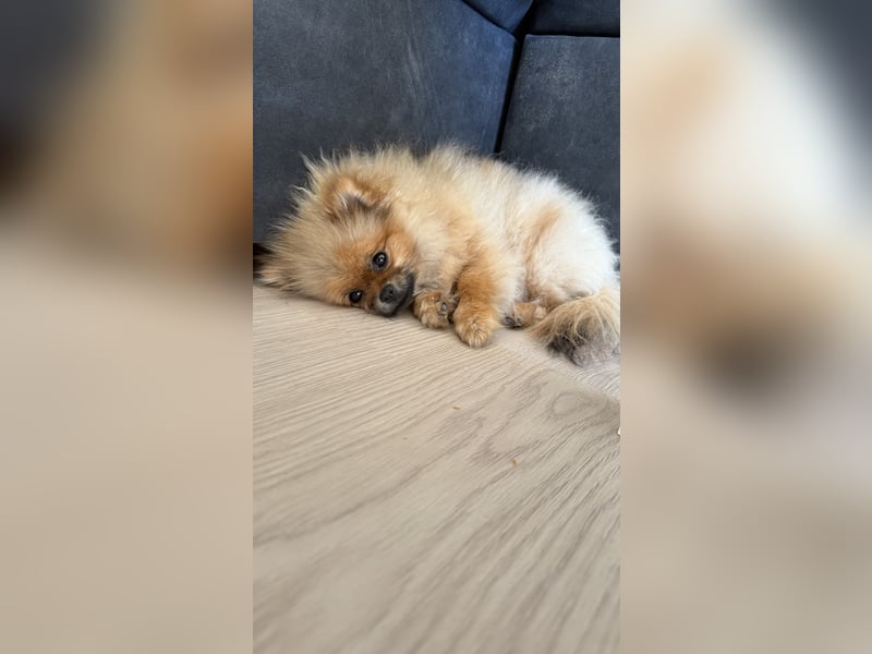 Pomeranian Zwergspitz