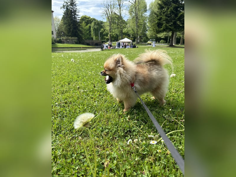 Pomeranian Zwergspitz