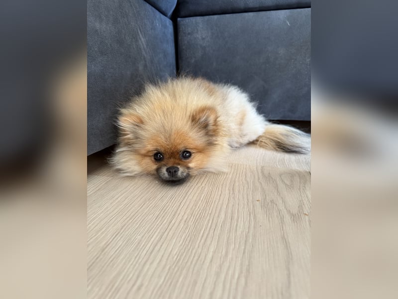 Pomeranian Zwergspitz