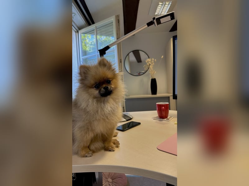 Pomeranian Zwergspitz