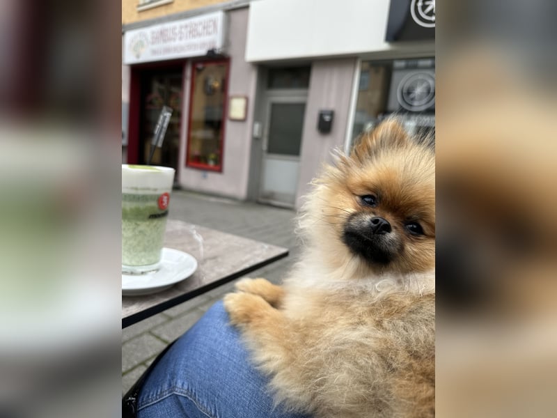 Pomeranian Zwergspitz