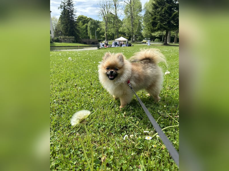 Pomeranian Zwergspitz