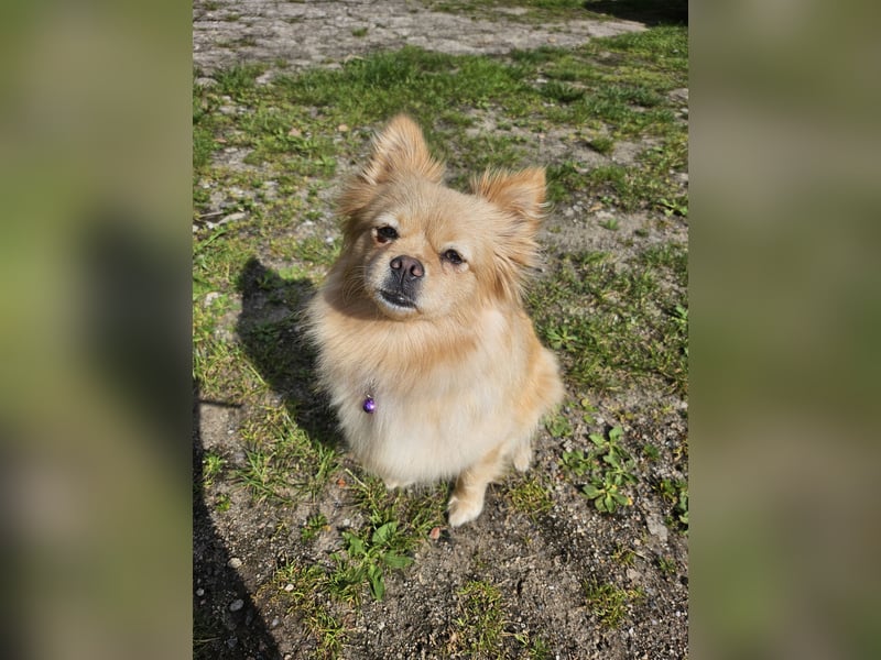 Pomeranien