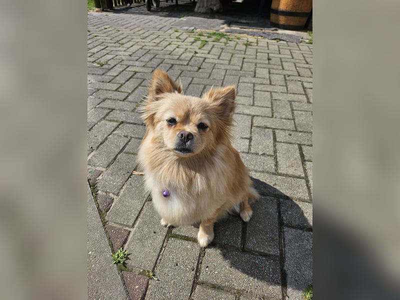 Pomeranien
