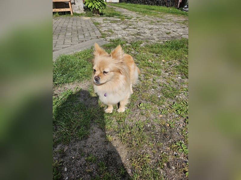 Pomeranien