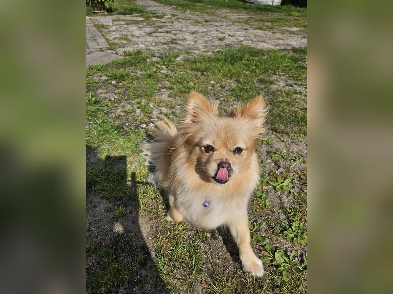 Pomeranien