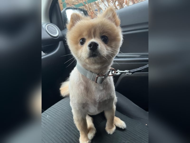 Pomeranian Boo aus Privaten Gründen abzugeben