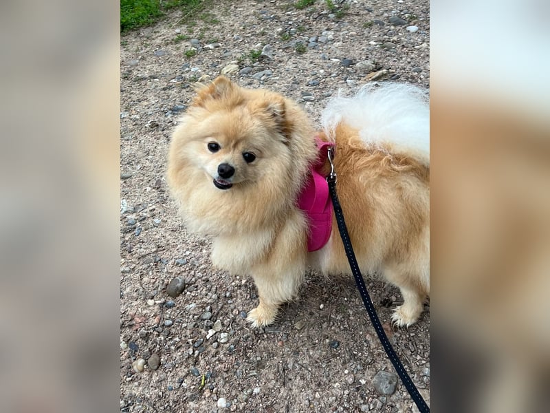 Pomeranian Boo aus Privaten Gründen abzugeben