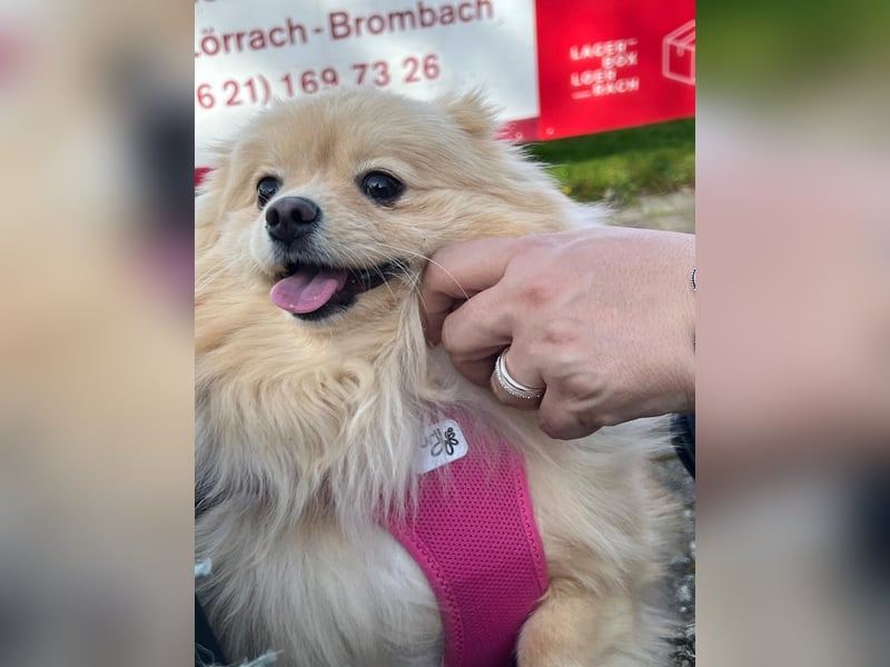 Pomeranian Boo aus Privaten Gründen abzugeben