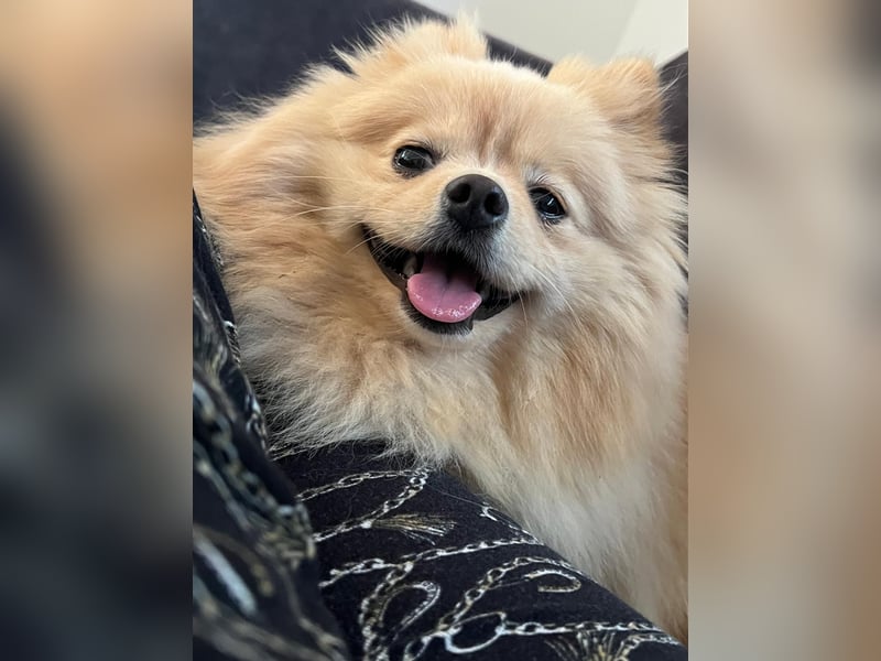 Pomeranian Boo aus Privaten Gründen abzugeben