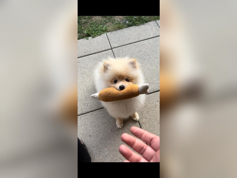Pomeranian Boo aus Privaten Gründen abzugeben
