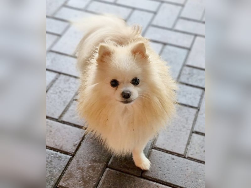 32 Pomeranian- Mädels und Buben (Zwergspitze)