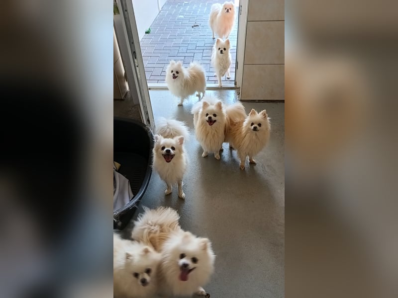 32 Pomeranian- Mädels und Buben (Zwergspitze)