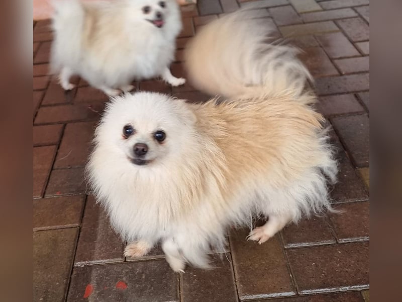32 Pomeranian- Mädels und Buben (Zwergspitze)