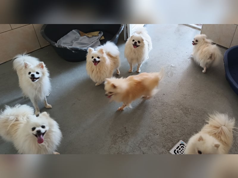 32 Pomeranian- Mädels und Buben (Zwergspitze)