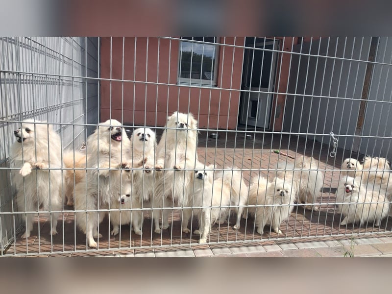 32 Pomeranian- Mädels und Buben (Zwergspitze)