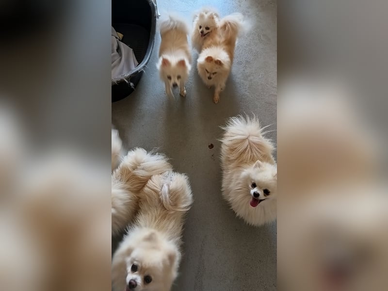 32 Pomeranian- Mädels und Buben (Zwergspitze)
