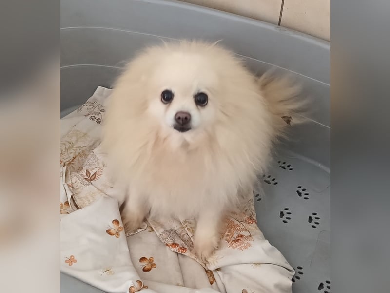 32 Pomeranian- Mädels und Buben (Zwergspitze)