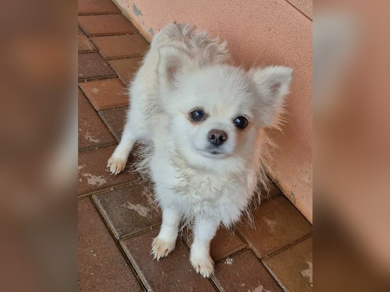 32 Pomeranian- Mädels und Buben (Zwergspitze)