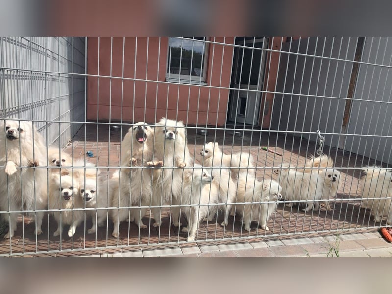 32 Pomeranian- Mädels und Buben (Zwergspitze)