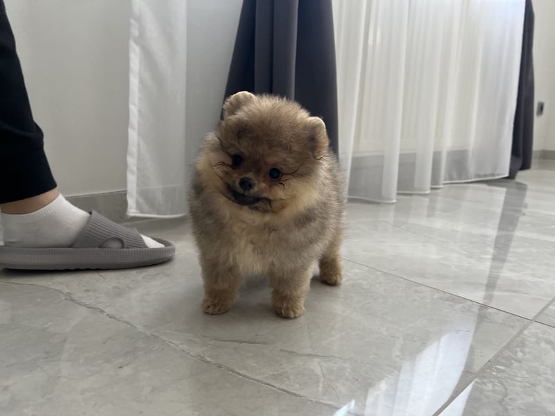 Pomeranian Boo Zwergspitz mini Welpen