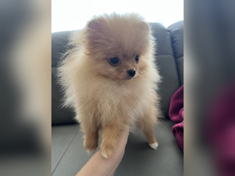Pomeranian Boo Zwergspitz mini Welpen