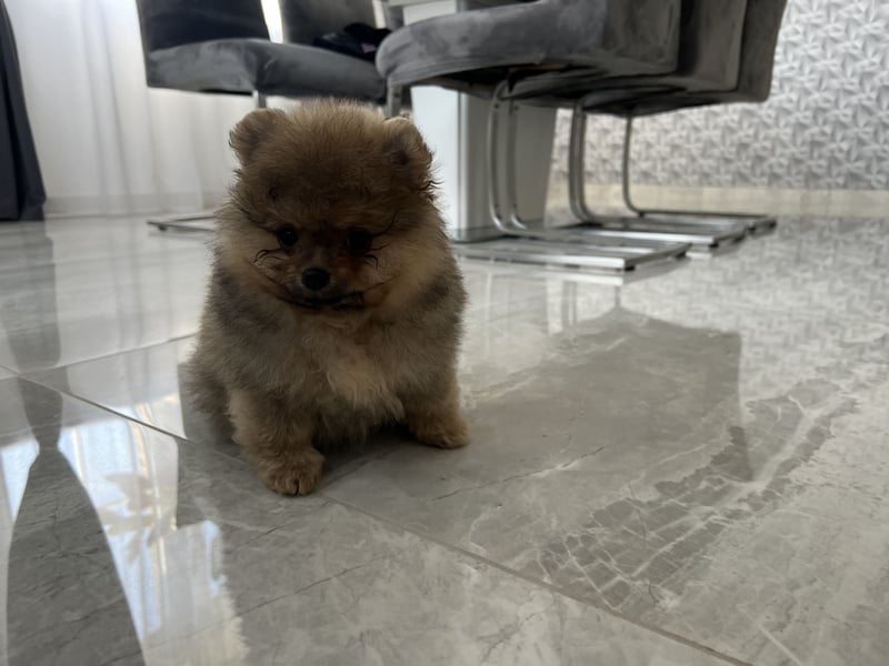 Pomeranian Boo Zwergspitz mini Welpen
