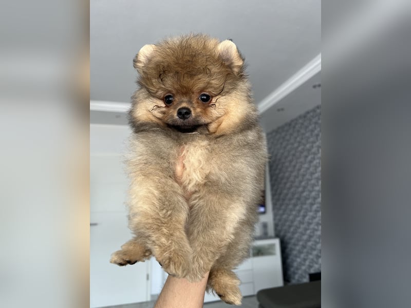 Pomeranian Boo Zwergspitz mini Welpen