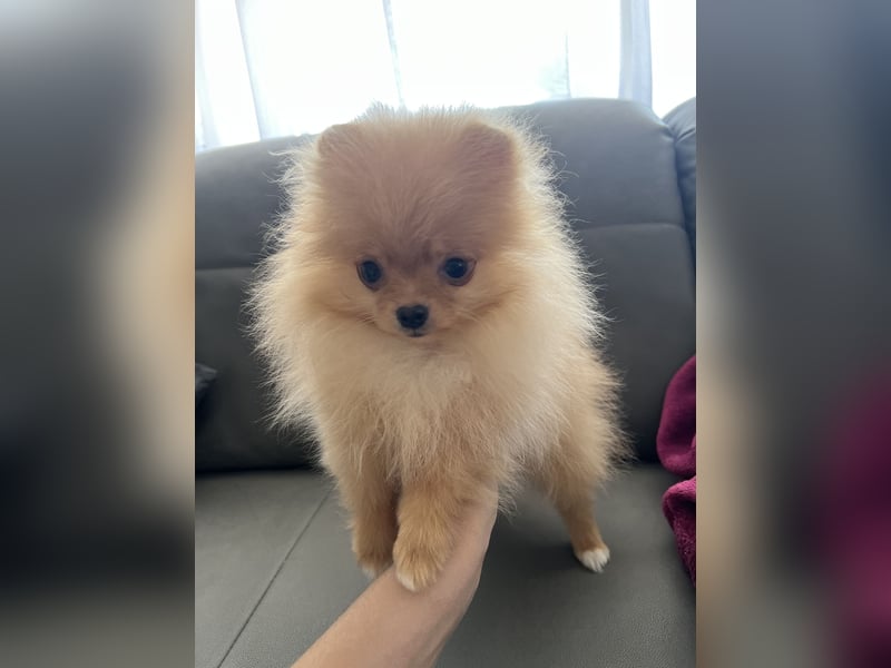 Pomeranian Boo Zwergspitz mini Welpen