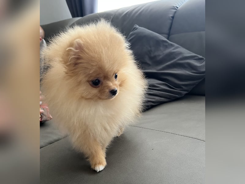 Pomeranian Boo Zwergspitz mini Welpen