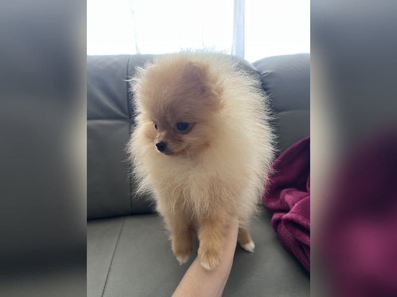 Pomeranian Boo Zwergspitz mini Welpen