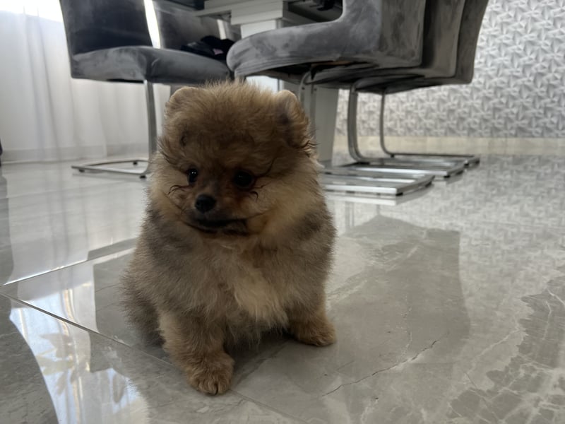Pomeranian Boo Zwergspitz mini Welpen