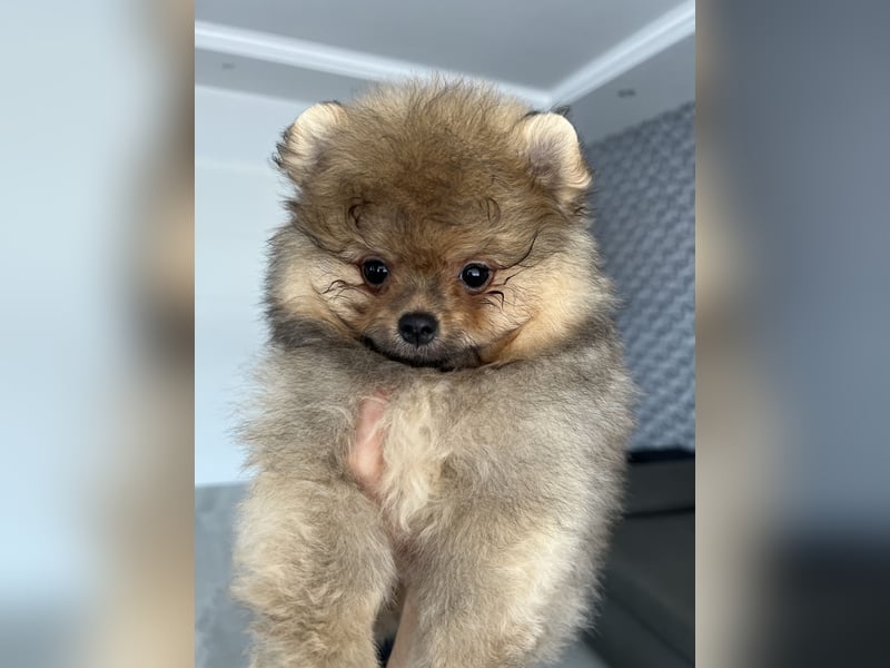 Pomeranian Boo Zwergspitz mini Welpen