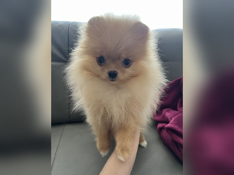 Pomeranian Boo Zwergspitz mini Welpen