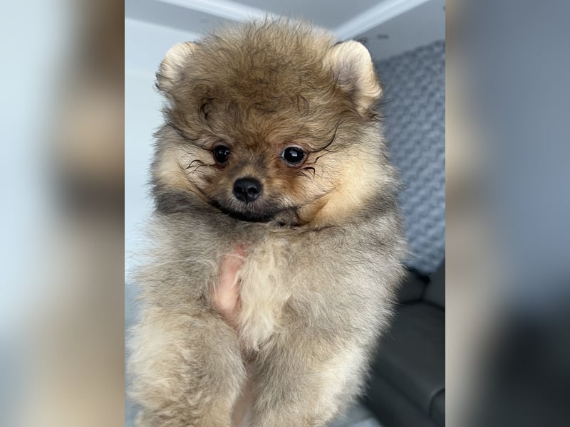 Pomeranian Boo Zwergspitz mini Welpen