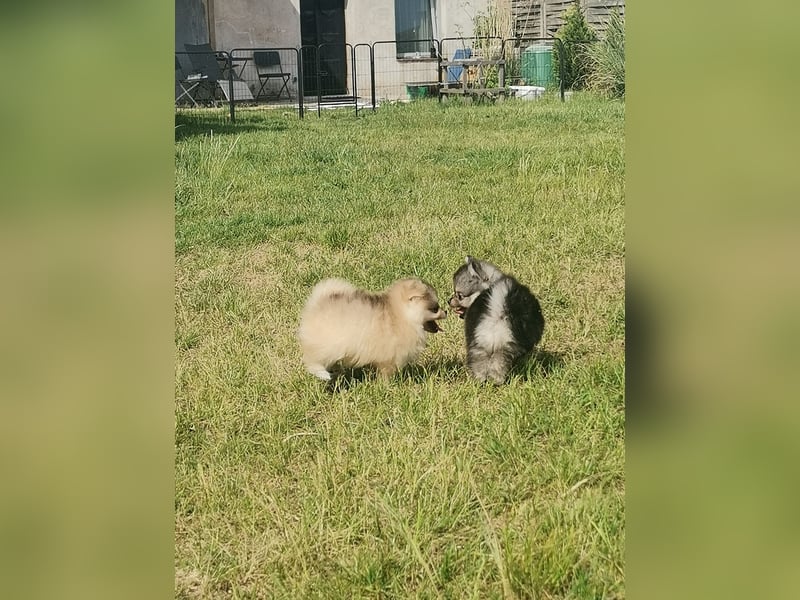 Pomeranian Hündin