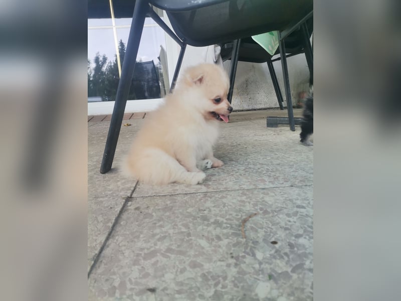 Pomeranian Hündin